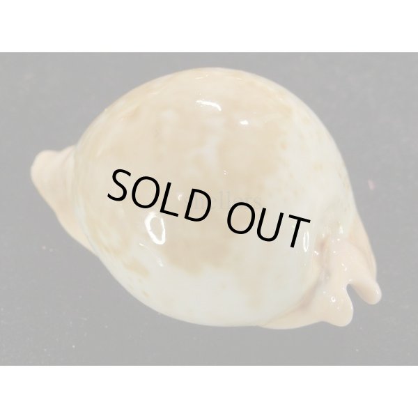 画像2: ウエストラリカ (2)