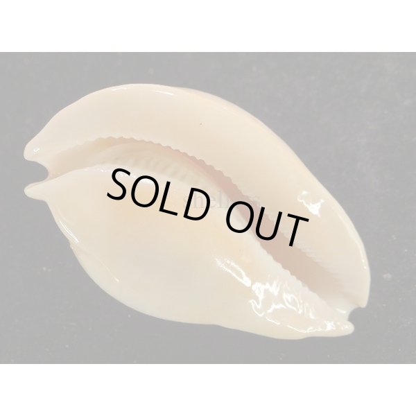 画像3: ウエストラリカ (3)