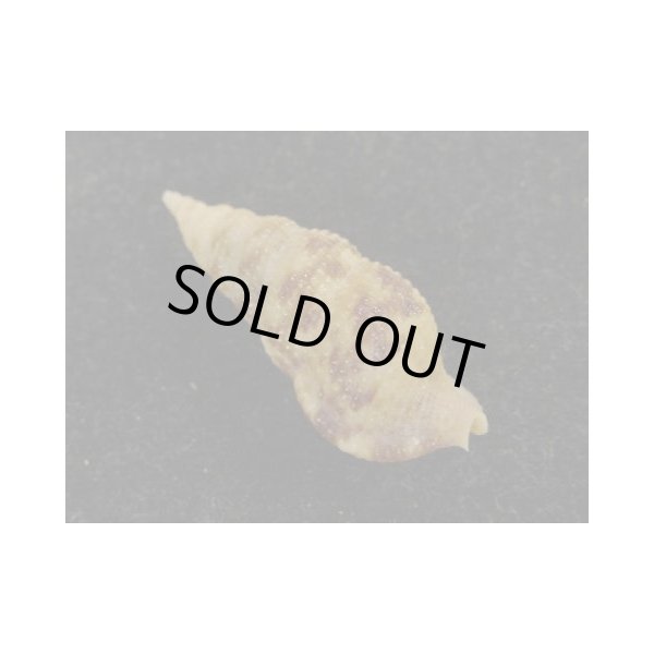 画像2: ネジレセコバイ (2)