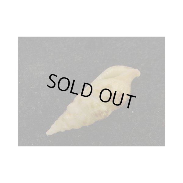 画像3: ネジレセコバイ (3)