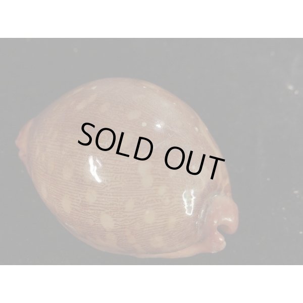 画像2: アカハラダカラ (2)