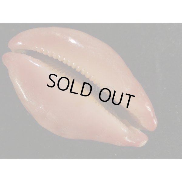 画像3: アカハラダカラ (3)