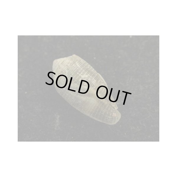 画像2: ドリグリイモ (2)