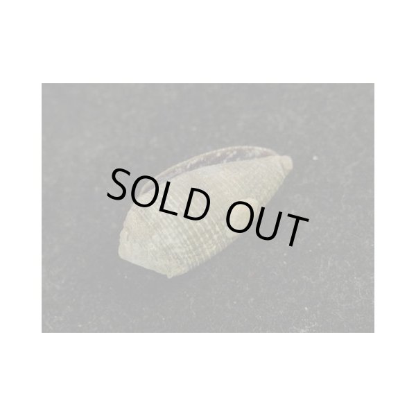 画像3: ドリグリイモ (3)