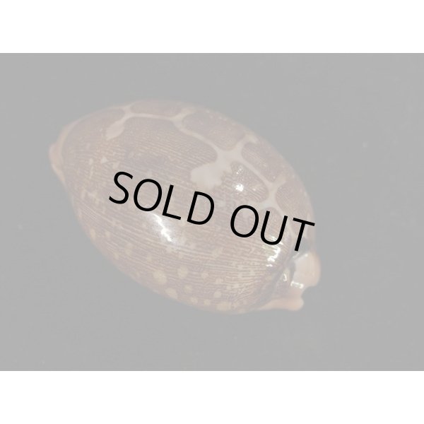 画像2: トンガハラダカラ (2)