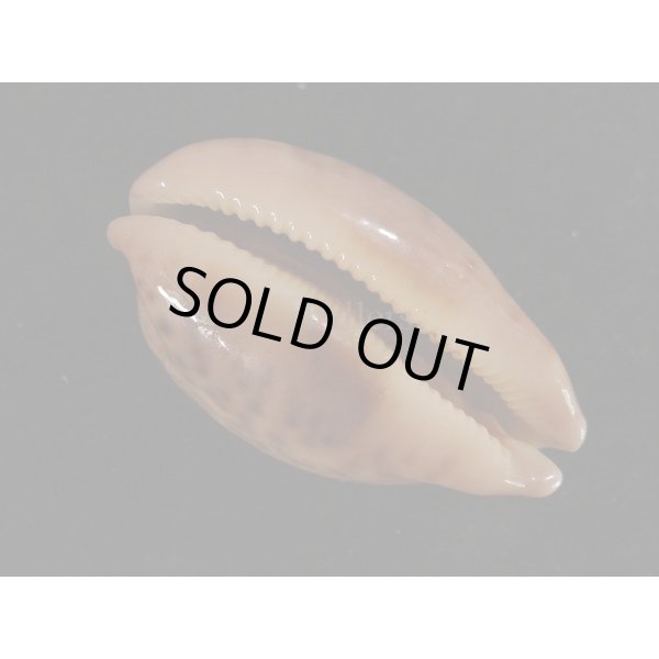 画像3: トンガハラダカラ (3)