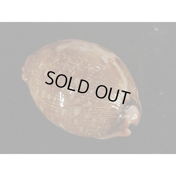 画像2: ハラダカラの仲間 (2)