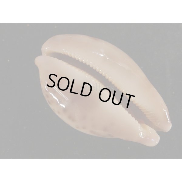 画像3: ハラダカラの仲間 (3)