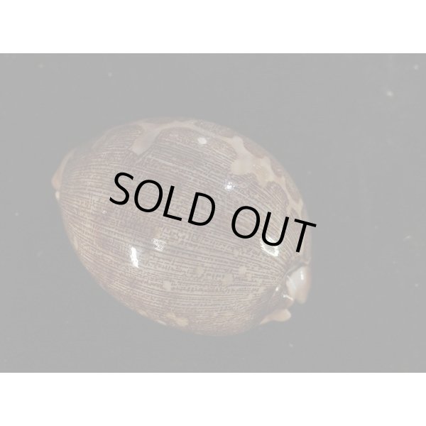 画像2: ハラダカラの仲間 (2)