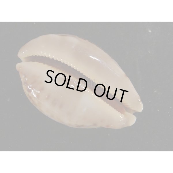 画像3: ハラダカラの仲間 (3)