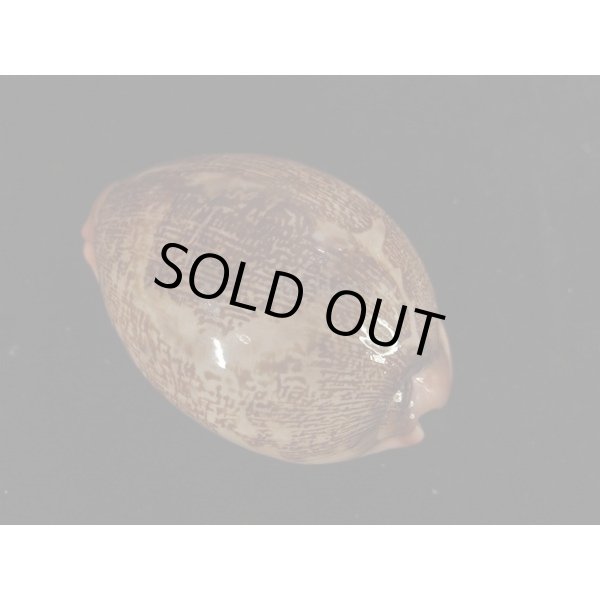 画像2: ハラダカラの仲間 (2)