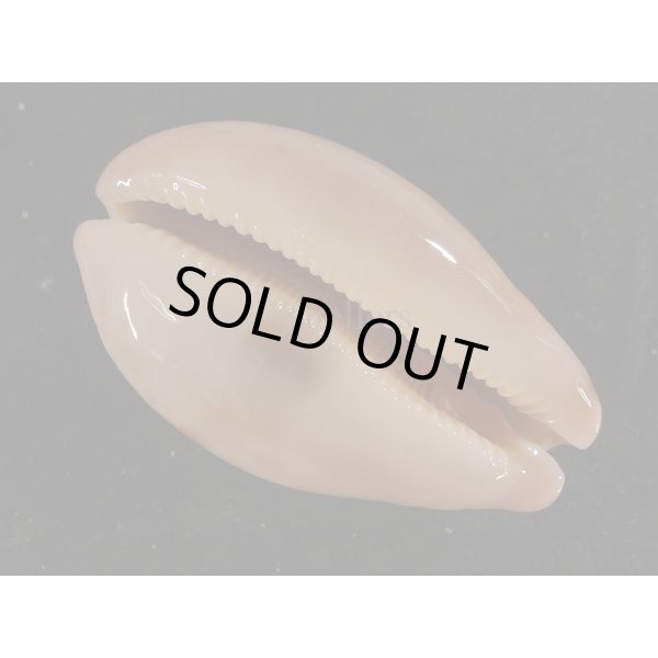 画像3: ハラダカラの仲間 (3)