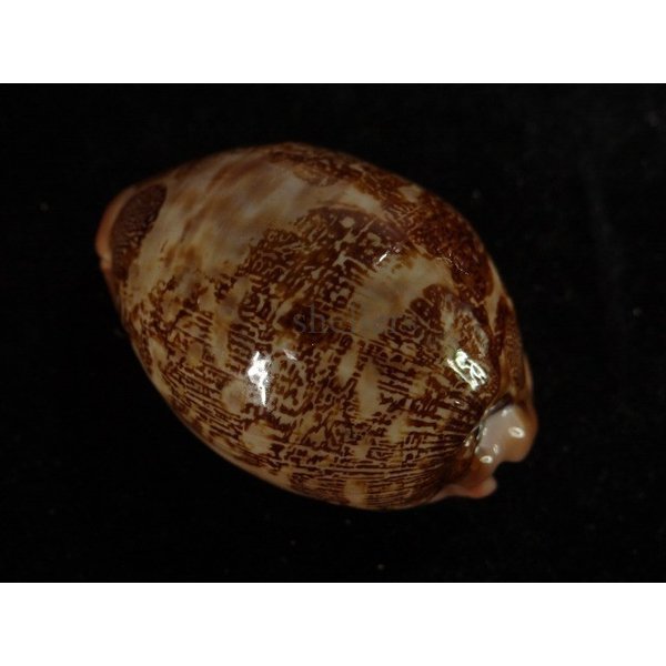 画像2: ハラダカラの仲間 (2)