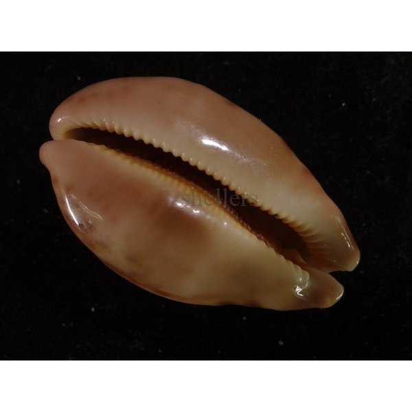 画像3: ハラダカラの仲間 (3)