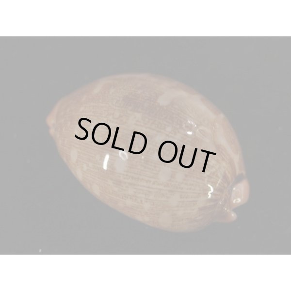 画像2: ハラダカラの仲間 (2)