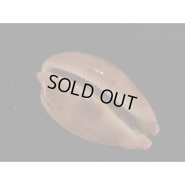 画像3: ハラダカラの仲間 (3)