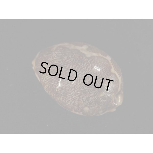 画像2: ハラダカラの仲間 (2)