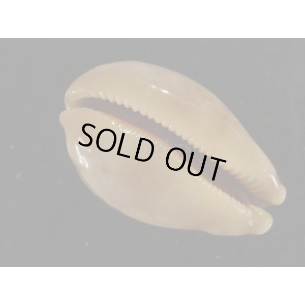 画像3: ハラダカラの仲間 (3)