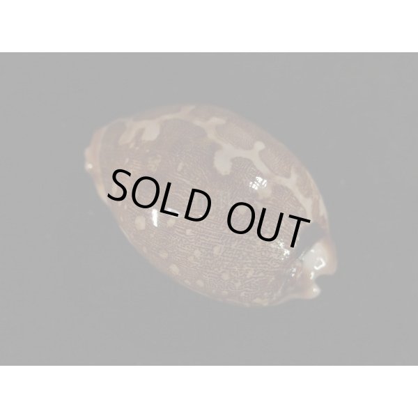 画像2: ハラダカラの仲間 (2)