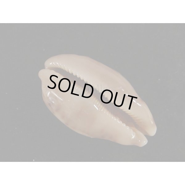 画像3: ハラダカラの仲間 (3)