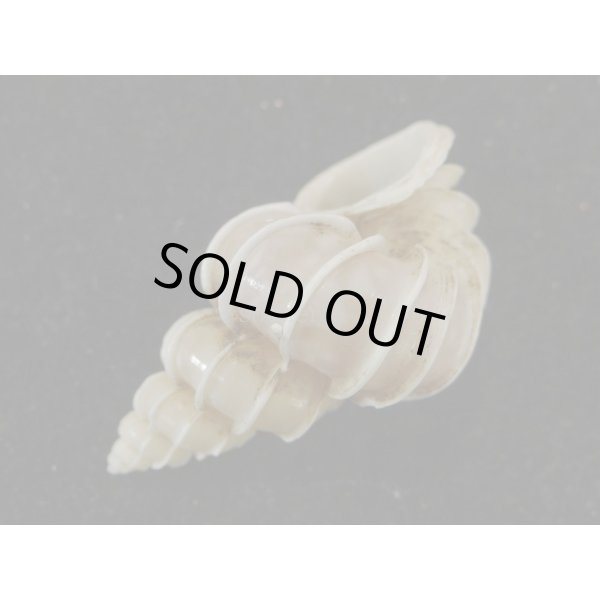 画像3: オオイトカケ (3)