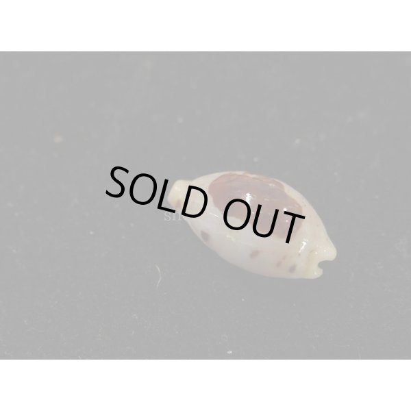 画像2: キムスメダカラ　S (2)