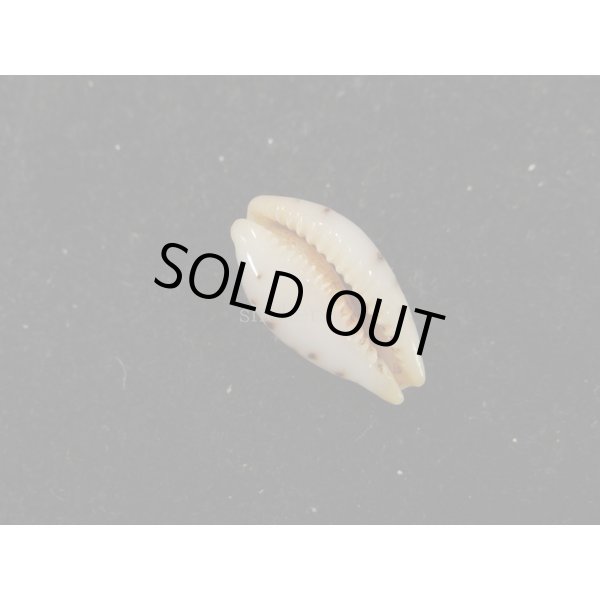 画像3: キムスメダカラ　S (3)