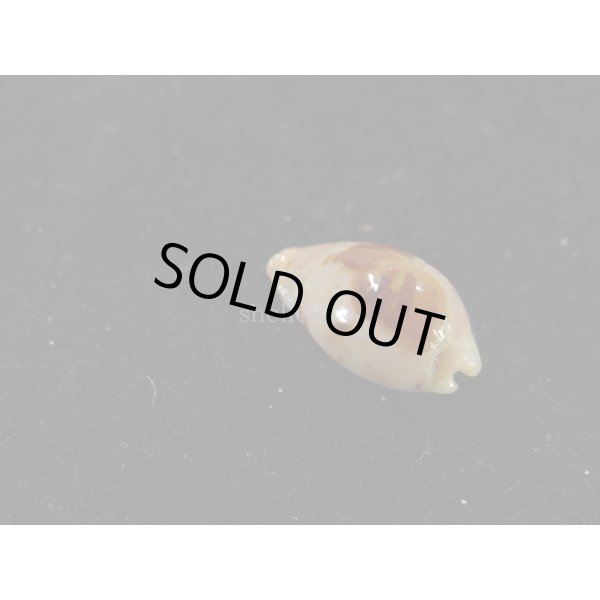 画像2: キムスメダカラ S (2)