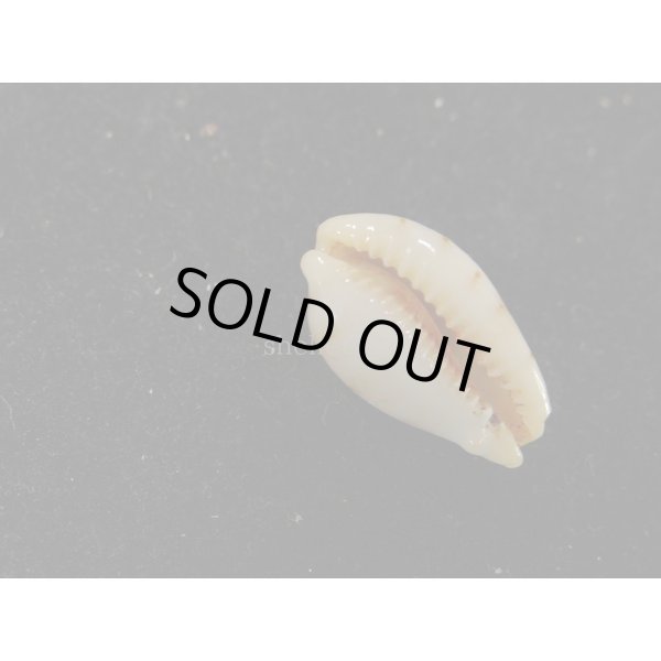 画像3: キムスメダカラ S (3)