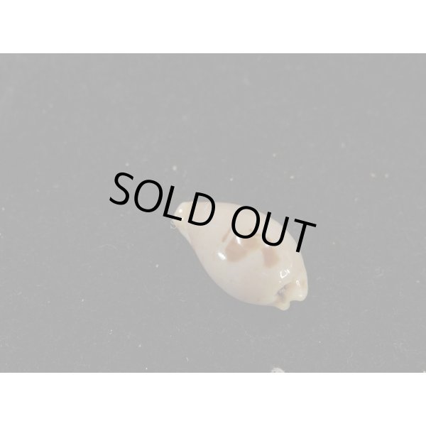 画像2: キムスメダカラ　M (2)