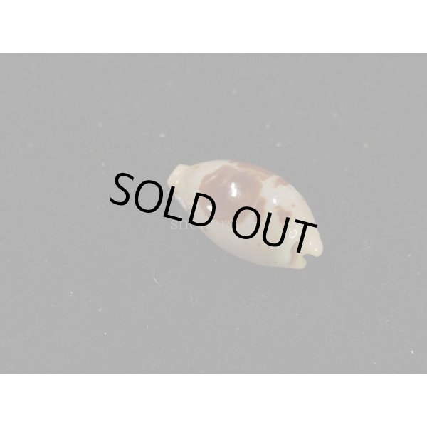 画像2: キムスメダカラ　M (2)