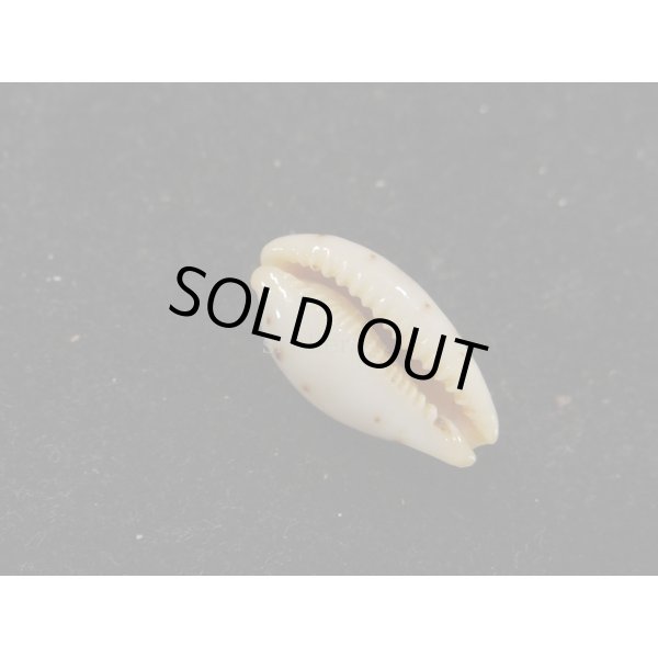 画像3: キムスメダカラ　M (3)