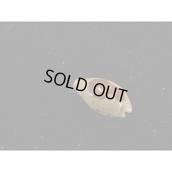 画像2: キムスメダカラ M (2)