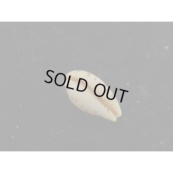 画像3: キムスメダカラ M (3)