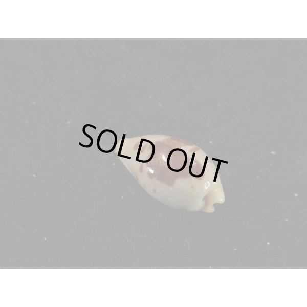 画像2: キムスメダカラ M (2)