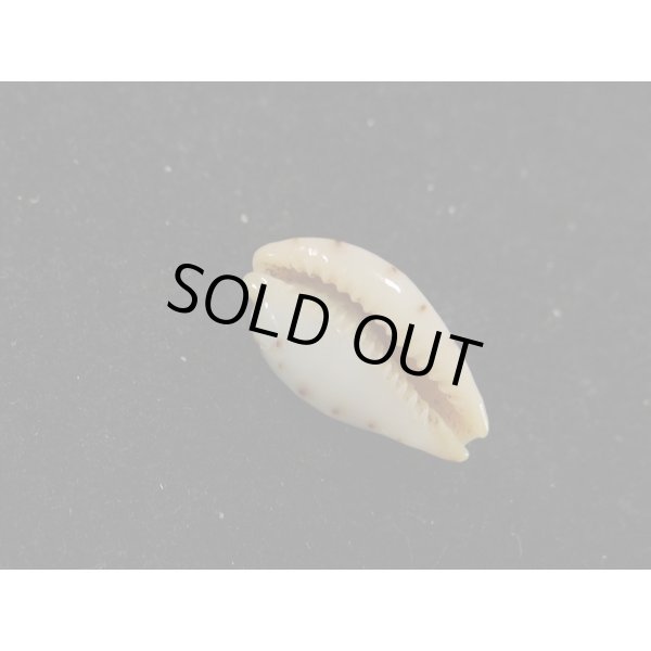 画像3: キムスメダカラ M (3)