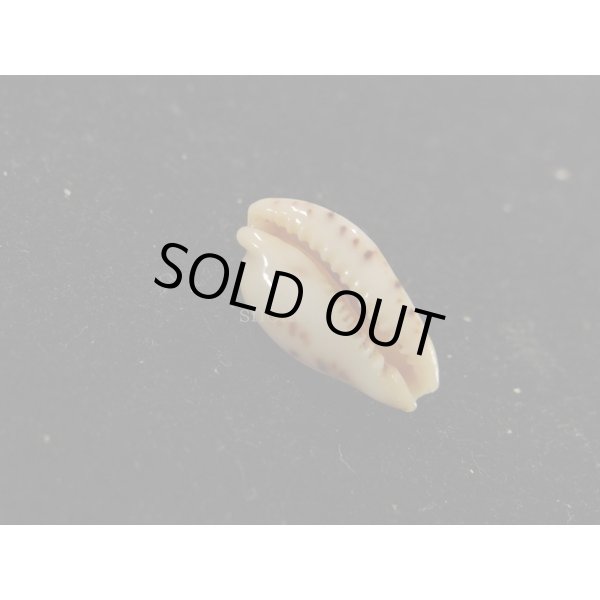 画像3: キムスメダカラ　M (3)