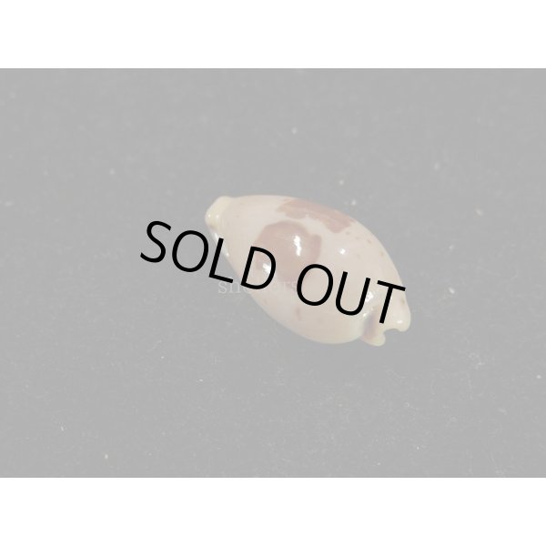 画像2: キムスメダカラ　M (2)