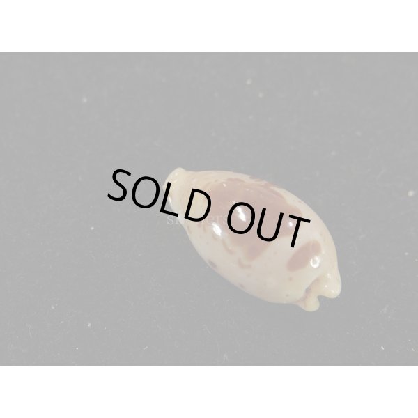 画像2: キムスメダカラ　L (2)