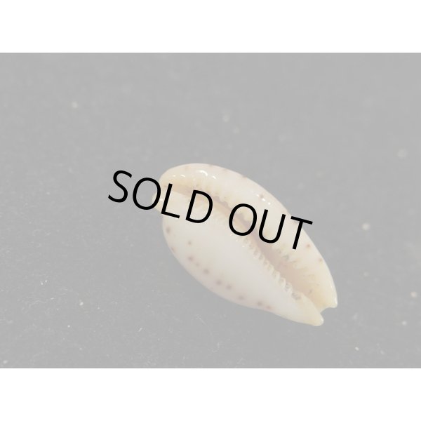 画像3: キムスメダカラ　L (3)