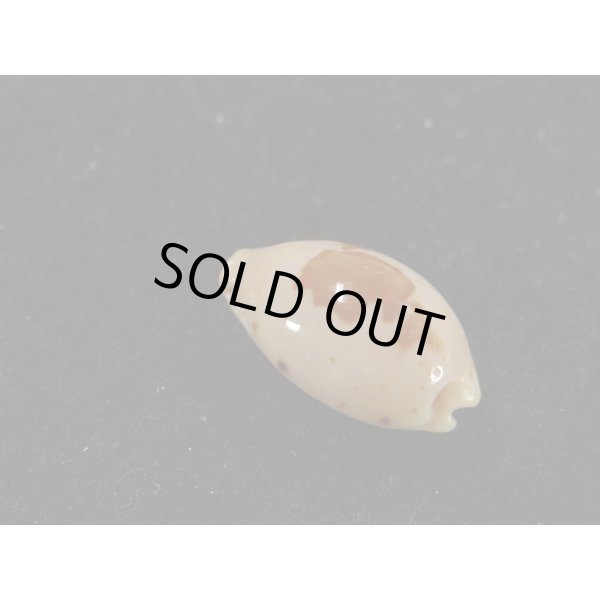 画像2: キムスメダカラ　L (2)