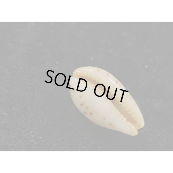 画像3: キムスメダカラ　L (3)