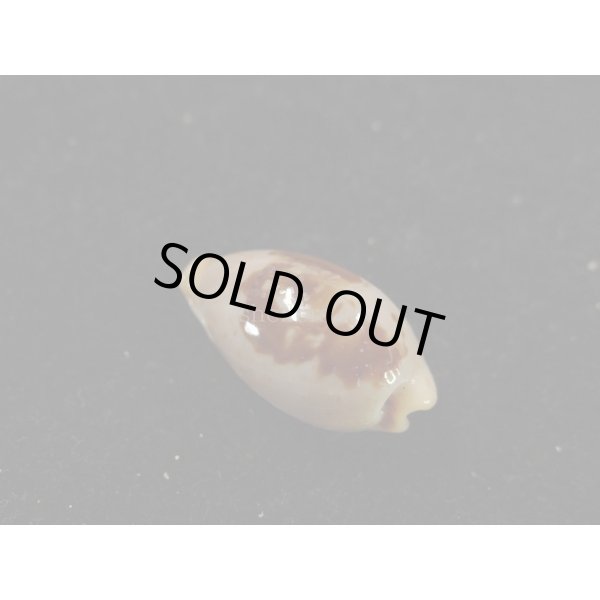 画像2: キムスメダカラ　L (2)