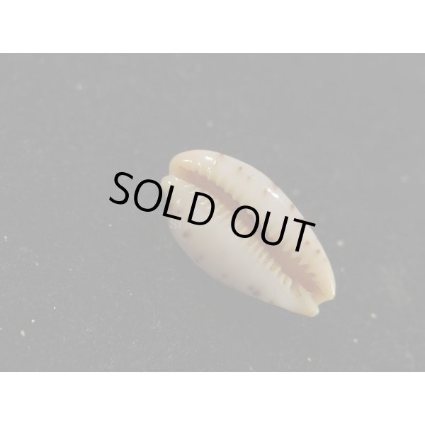 画像3: キムスメダカラ　L (3)