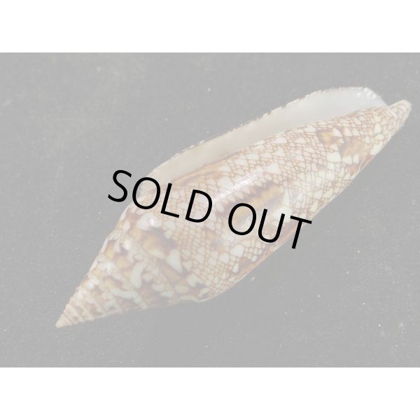 画像3: ベンガルイモ (3)