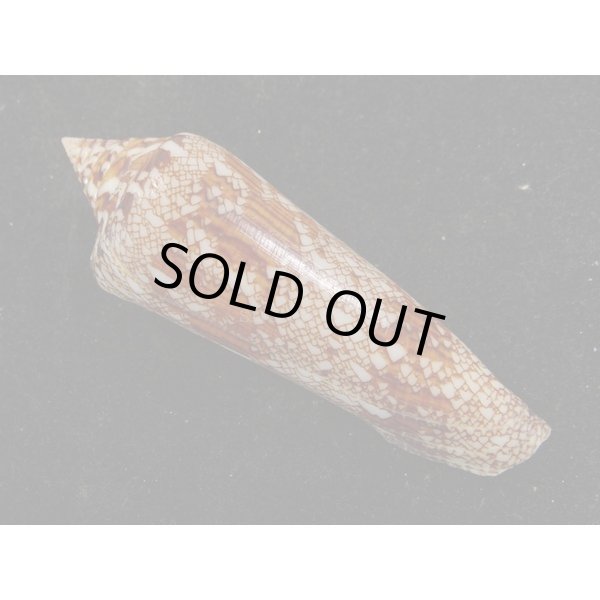 画像2: ベンガルイモ (2)