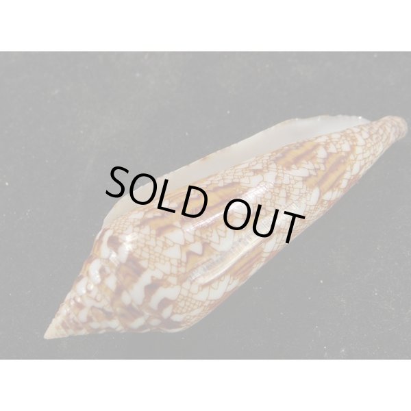 画像3: ベンガルイモ (3)