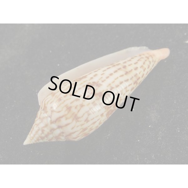 画像3: リュウグウイモ (3)