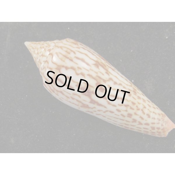 画像2: リュウグウイモ (2)