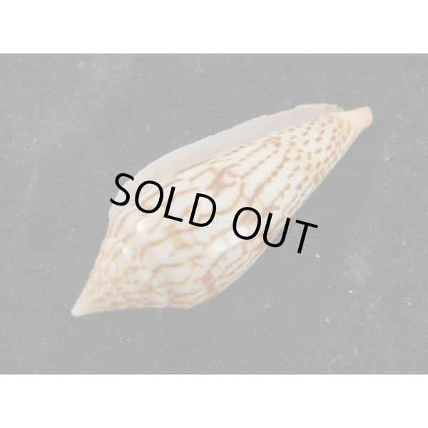 画像3: リュウグウイモ (3)